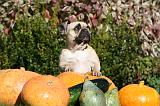 BOULEDOGUE FRANCAIS 1274